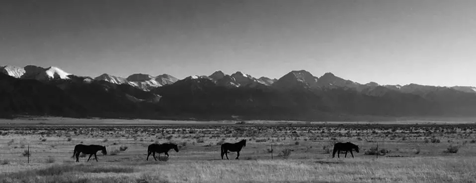 Moffat horses 